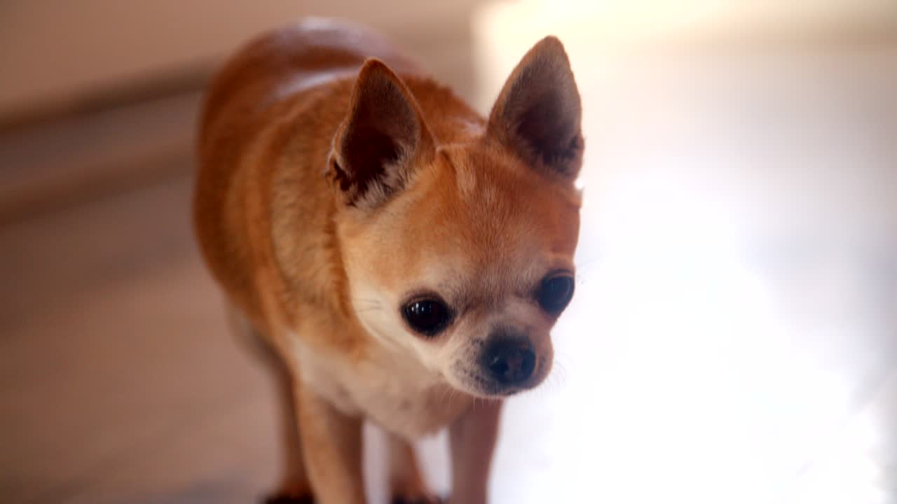 치와와 개 가 실내 바닥 에 서 있다