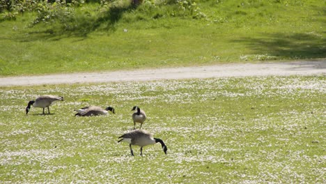 Geese-eating-grass-with-white-flowers-all-over-the-grass