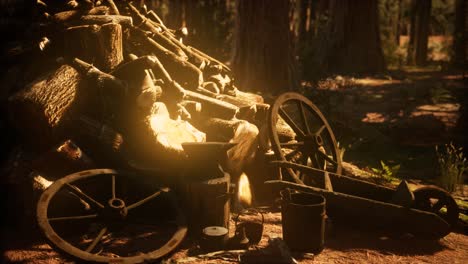 preparation of firewood for the winter in forest at sunset