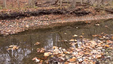 Slow-Flowing-Autumn-Leaves-In-Creek-Water