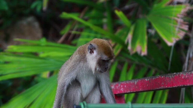 Slowmo Shot of Monkey Looking For Food In Trash
