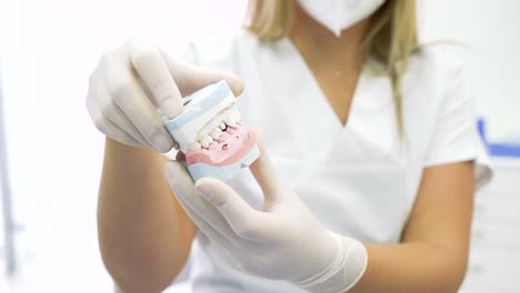 Crop-dentist-demonstrating-dental-plaster-model