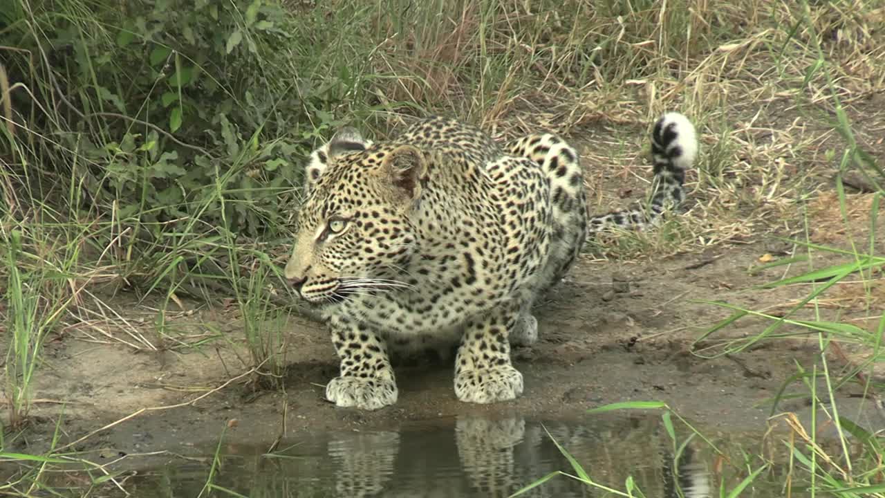 un leopardo muy nervioso bebiendo pero vigilando alrededor del abrevadero