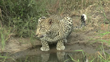 a very nervous leopard drinking but keeping a watchful eye around the watering hole