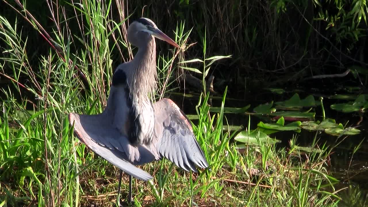 에버글레이즈 늪의 새가 짝짓기 자세를 취하고 있다