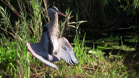 a bird in an everglades swamp adopts a mating posture