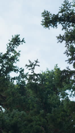 las exuberantes ramas verdes de los árboles se extienden bajo el suave cielo vespertino, formando una escena natural serena, la iluminación suave mejora la profundidad y la textura