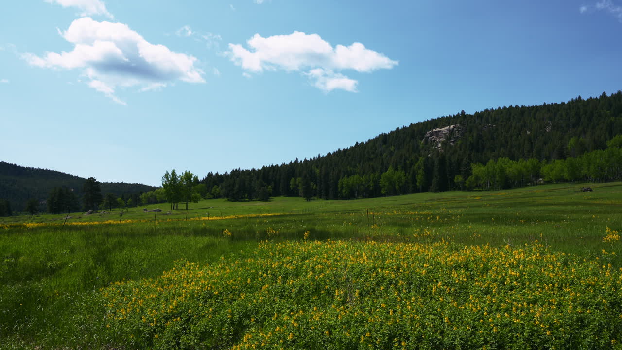 Cinematic Colorado nature open space meadow yellow purple wildflowers Aspen Trees Evergreen Conifer Boulder Denver spring summer blue sky sunny lush tall green grass slider slowly right movement