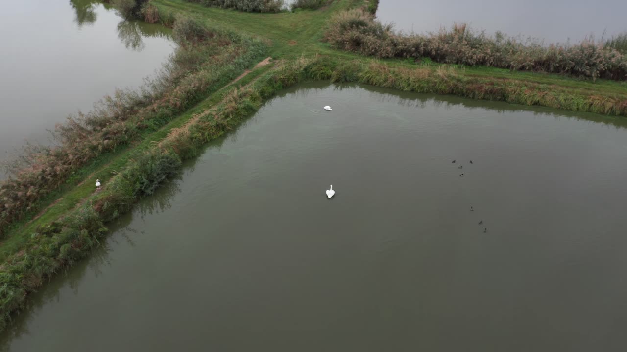 Aerial orbit around two swans on a pond, 4k