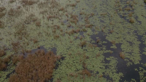 aerial flight over the marshlands in mozambique