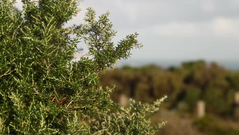 close-up of tree branches with distant background