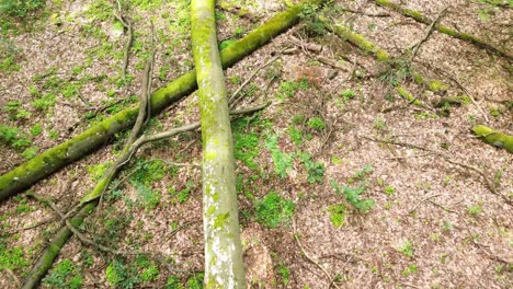 „Entdecken-Sie-Die-Bezaubernde-Europäische-Wildnis,-Während-Die-Drohne-Zu-Einem-Sonnenbeschienenen-Vorbeiflug-Aufbricht-–-Und-Fangen-Sie-Die-Essenz-Des-Herbstes-Mit-Umgestürzten-Bäumen,-Goldenen-Blättern-Und-Dem-üppigen-Wald-In-Voller-Pracht-Ein.“