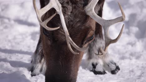 reindeer hooves rack focus to head then back to hooves