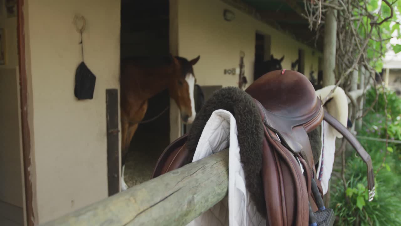 View of a Dressage horse and its saddle