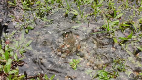 zoom-in-raindrops-on-the-grass