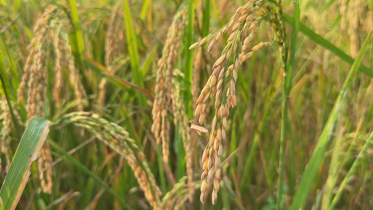 Primo piano di piante di riso che ondeggiano nel campo di riso.