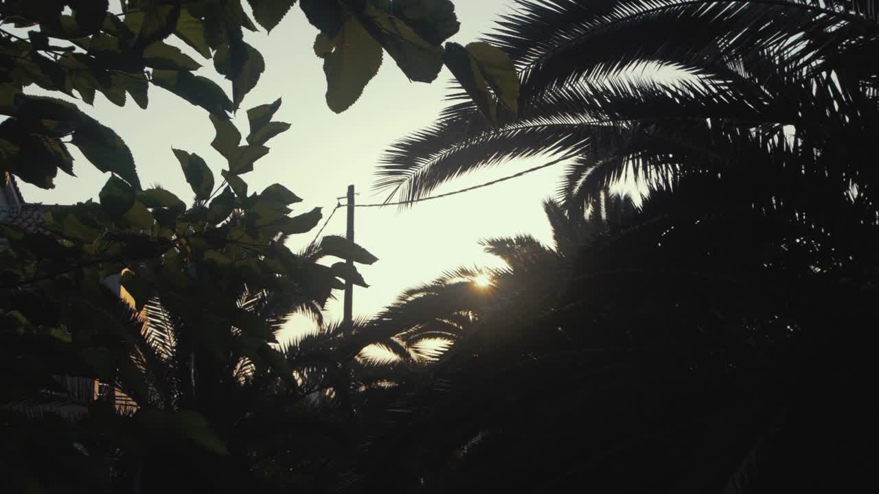 la luz del sol se filtra a través de la silueta de la vegetación