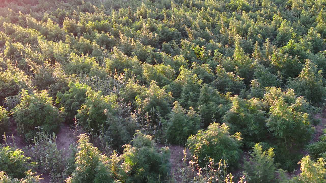 Natural organic hemp field with large plants in this drone shot