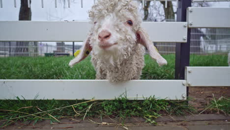 a charming sheep, adorned with tags on its ears and captivating grey eyes