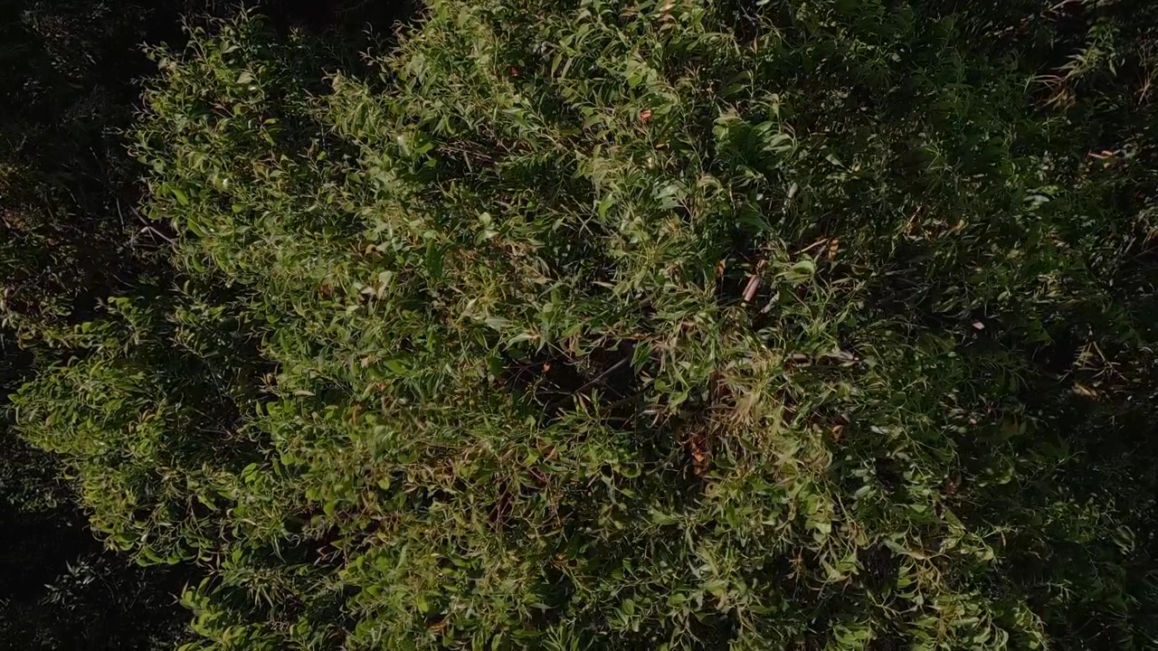Fitta chioma di eucalipto in una piantagione commerciale di legname vicino a Núcleo Rural Rio Preto, Planaltina, Distretto Federale, Brasile, che mostra la trama della silvicoltura coltivata e la copertura arborea gestita, dall'alto