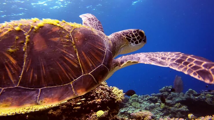 Extreme Close Up of Green Turtle Swimming Over Reef Facing Right
