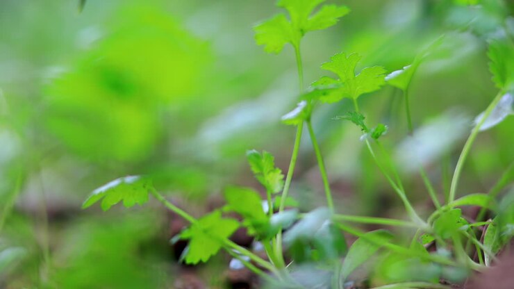 Closeup Rackfocus of Green Foliage of Coriander Plants in the backyard garden