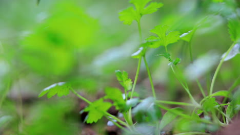 Closeup-Rackfocus-of-Green-Foliage-of-Coriander-Plants-in-the-backyard-garden