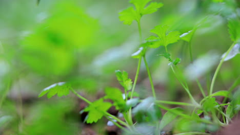 Closeup-Rackfocus-De-Follaje-Verde-De-Plantas-De-Cilantro-En-El-Jardín-Del-Patio-Trasero