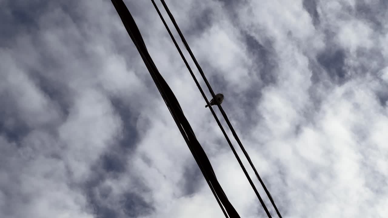Low angle view of little bird resting on the light wires. Daylight