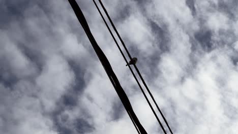 low angle view of little bird resting on the light wires. daylight