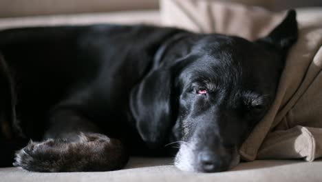 Se-Ve-A-Un-Labrador-Negro-Senior-Durmiendo-Una-Siesta-En-Un-Sofá.