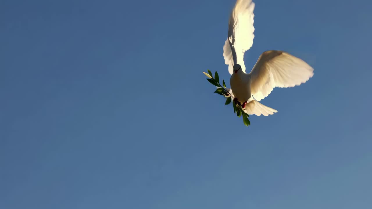 A serene video shot captures a dove in flight, holding an olive branch