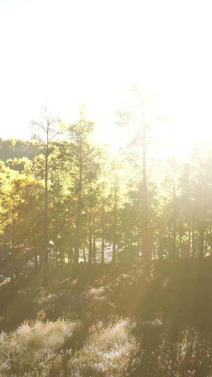 숲 속의 황금시간