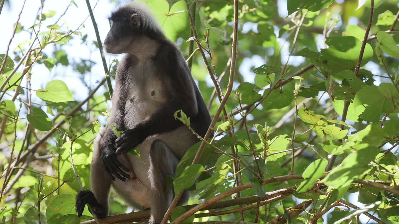 dusky leaf monkeys filmed in langkawi island, malaysia