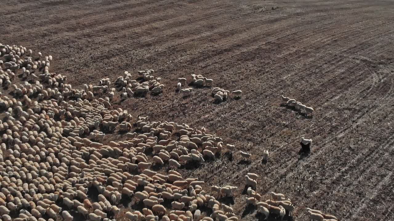 Pecore al pascolo in un campo in Georgia durante le ore diurne