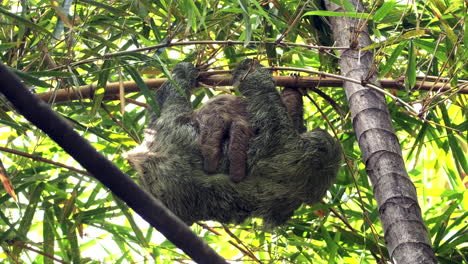 three toed sloth with baby hanging from tree in costa rica rain forest