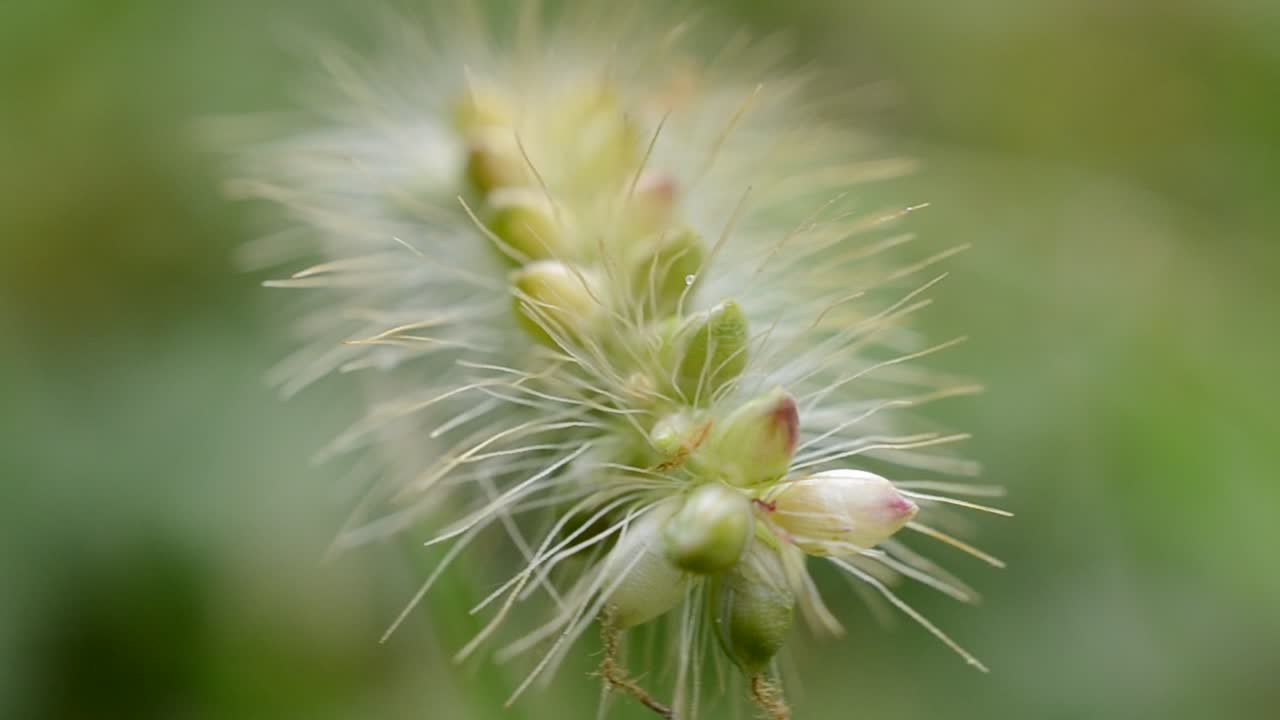 Erba, semi, macro