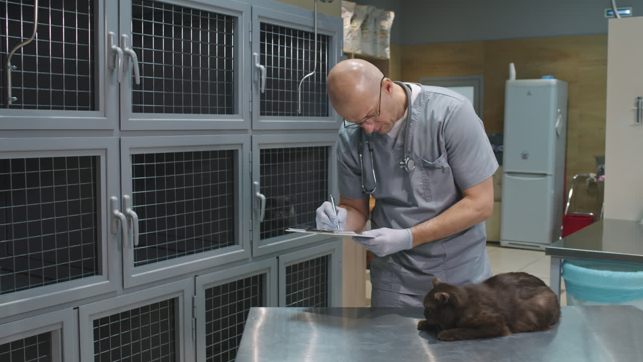 Male Veterinarian Examining Cat With Stethoscope