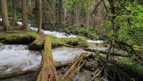 Río-De-Montaña-En-El-Bosque.-Hermoso-Paisaje-De-Vida-Silvestre.