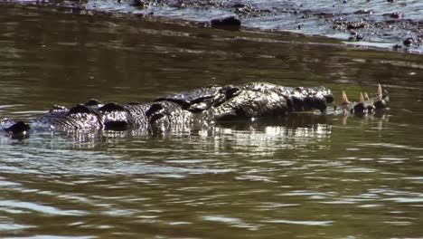 Large-crocodile-with-a-broken-upper-jaw-aster-a-fight,-resting-in-the-waters-of-the-Tarcoles-River,-Costa-RIca