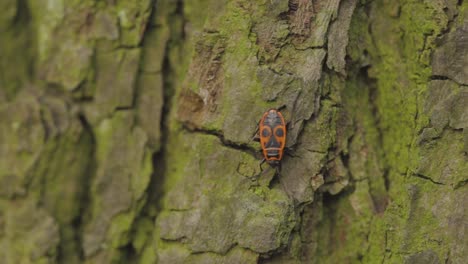 Europäische-Feuerwanzen-Krabbeln-Auf-Dem-Moosigen-Baumstamm-Im-Wald