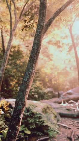 sunlight filtering through trees in a lush forest