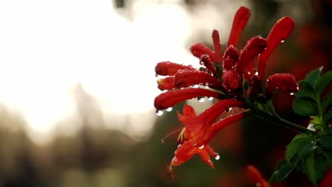 Orangefarbene-Blüten-Mit-Morgentau-Darauf