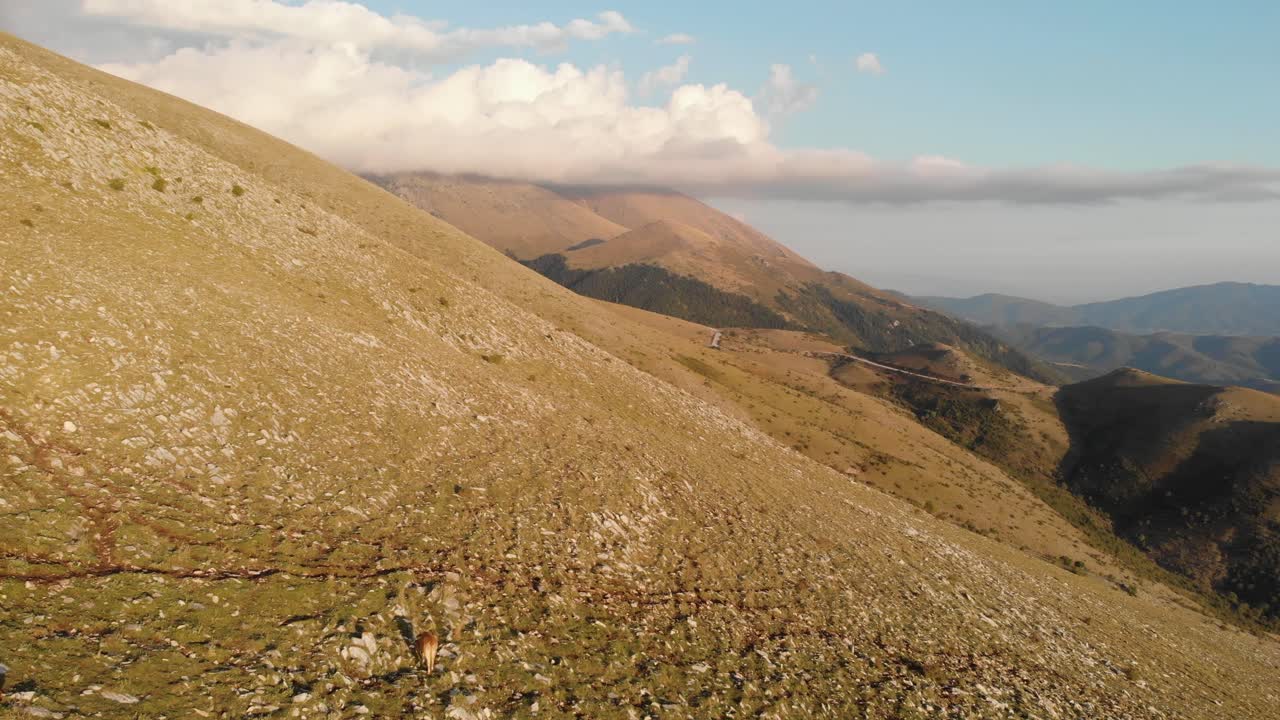 video de drones de vacas de corral en lo alto de la alimentación de la ladera de la montaña, picos de montaña nublados y brumosos a la distancia en un día soleado de verano, monte olimpo grecia