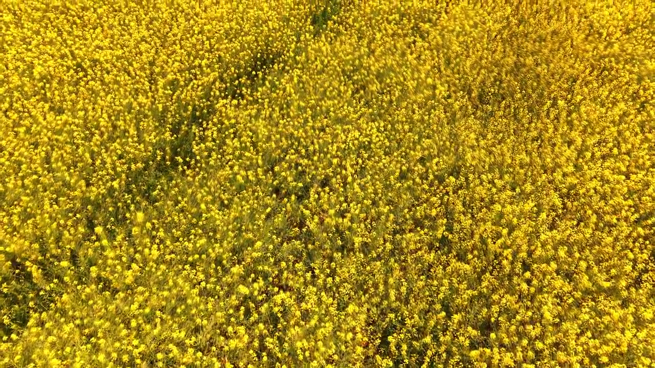 Luftfoto ovenfra af gul rapsmark tekstur. Fuldskærms luftdronebillede af tæt blomstrende gul rapsmark tekstur