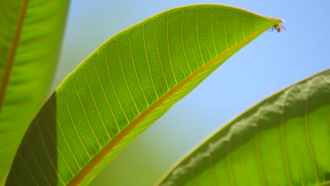 primer plano de una mosca arrastrándose alrededor de una hoja grande y luego se va volando