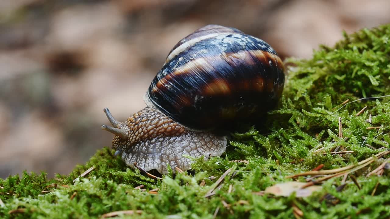 helix lucorum- caracol moviendo la cabeza y los ojos lentamente sobre musgo verde