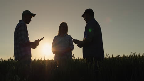 silhouettes of several farmers in the wheat field. chat at sunset