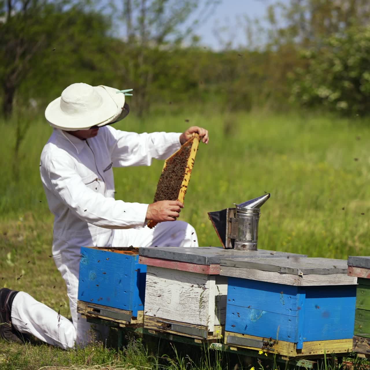 Bees flying over beehives in summer. Apiarist examining bees on a frame and puts it into a hive. Professional beekeeper works on apiary among nature