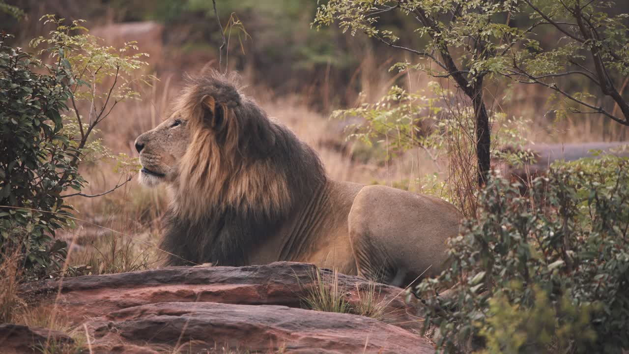 león mentiroso rugiendo ruidosamente sobre una roca en la sabana africana